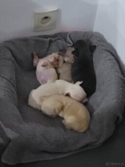 sprzedam chihuahuy