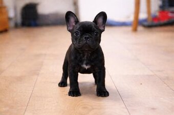 Buldog francuski chłopiec Dyzio pręgowany ciemny FCI