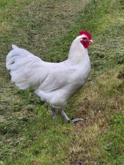 Biały kogut Australorp (gen recesywny)