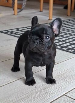 Buldog francuski chłopiec pręgowany ciemny FCI wystawowy