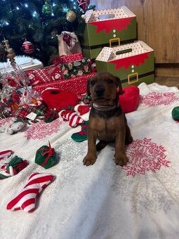 Pinczer średni niemiecki