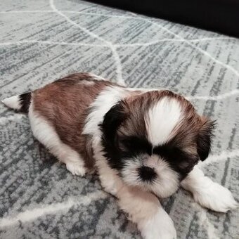 Szczenięta Shih Tzu do adopcji
