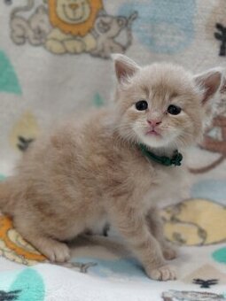 Kotka Maine coon kremowa