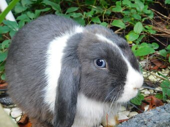 Niebieskie baranki mini lop