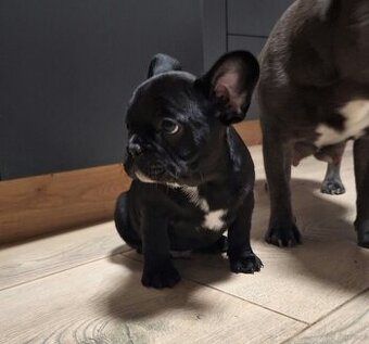 Buldog francuski szczeniaki