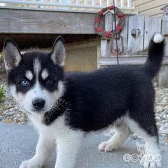Szczenięta Husky Syberyjskiego do adopcji Mam szczenięta płc