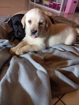 Labrador retriever szczenięta z rodowodem