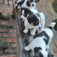 Jack russell terrier szczeniaki z rodowodem