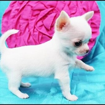 Szczenięta chihuahua do adopcji.