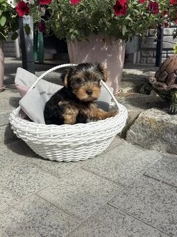 Niesamowity szczeniak rasy yorkshire terrier.
