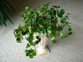 Mulenbekia – piękna zdrowa roślinka ozdobna - 1