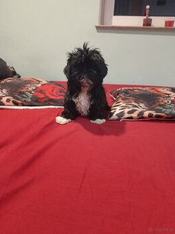 Sprzedam psy rasy Shih Tzu