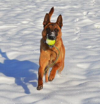 Owczarek belgijsi malinois