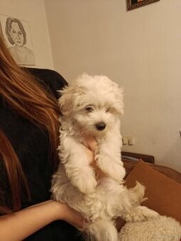 Maltańczyki szukają domków