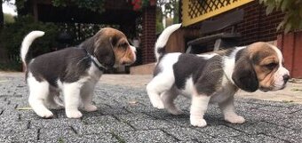 Beagle / Bigle - szczenięta rodowodowe ZKwP / FCI po Champio