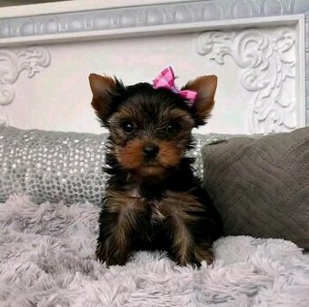 Szczenięta Yorkshire Terrier do adopcji.