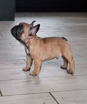 Buldog francuski Zkwp chłopiec płowy FCI samiec for show