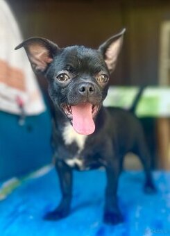 Chihuahua piesek , ZkwP