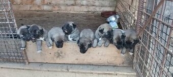 Tureckí kangal