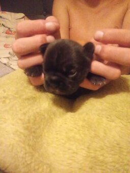 Buldog Francuski szczeniaki