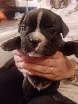 Buldog Francuski piękne szczenięta