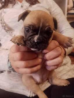 Buldog Francuski piękne szczenięta
