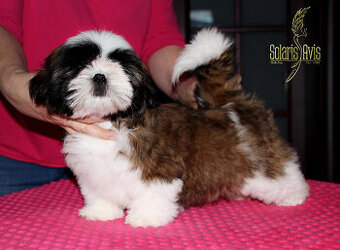 SHIH TZU