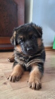 Owczarek niemiecki krótkowłosy szczeniak ZKwP/ FCI - suczka