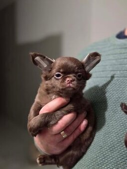 Chihuahua długowłosa czekoladowa