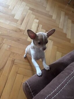 Sunią Chihuahua miniaturka
