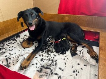 Beauceron z PP FCI