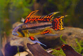 Apistogramma cacatuoides