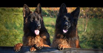 Owczarek niemiecki długowłosy ZKwP FCI