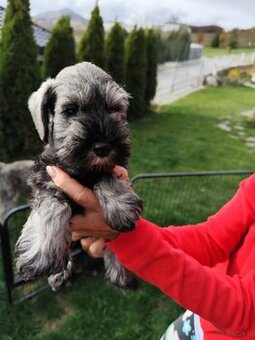 Schnauzer miniaturovy