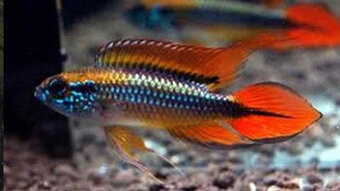 Apistogramma agassizi double red