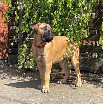 Bullmastiff