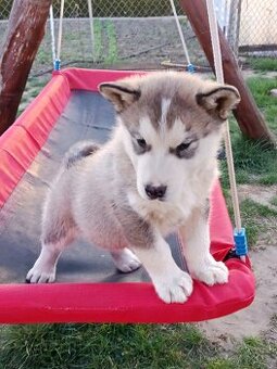 Alaskan malamute  szczenięta