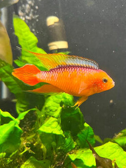 Apistogramma agassizi fire red