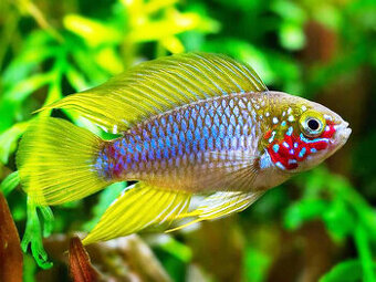 Apistogramma borellii 'opal'