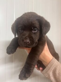 Labrador czekoladowy szczenię-piesek