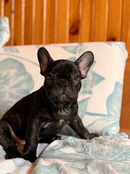 Buldog francuski