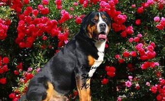 Duży szwajcarski pies pasterski szczeniaki hodowla FCI