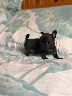 Chihuahua piękny samiec xxs