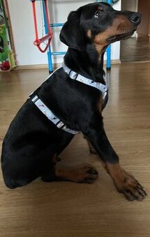 Doberman szczeniak