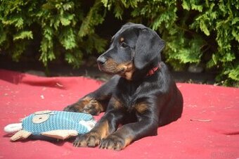 Szczenięta Beauceron (Berger de Beauce)