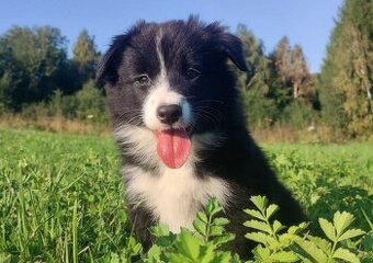 Piękna Rasowa suczka z pełną dok. - Szczeniak BORDER COLLIE