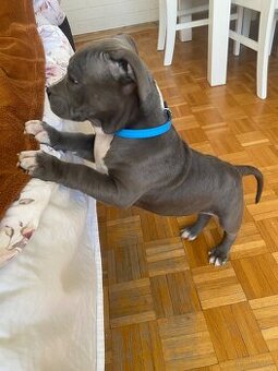 Piękny szczeniak amstaff gotowy do odbioru