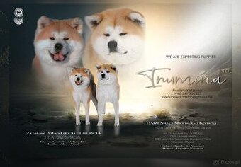 Akita Inu akita japońska szczenięta