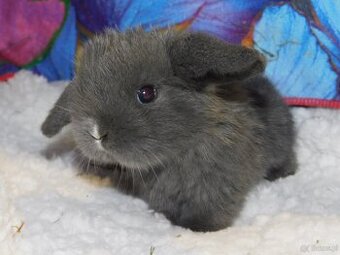 Cudne baranki niebieskie mini lop