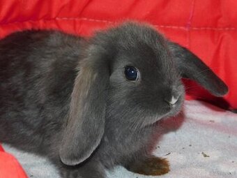 Cudne baranki niebieskie mini lop